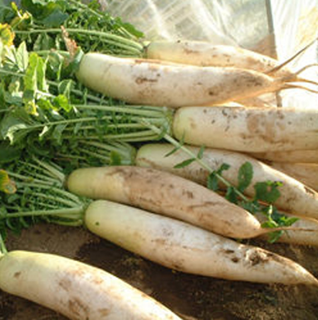 葉付き大根