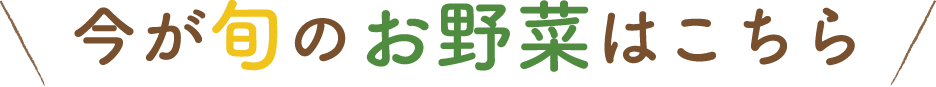 今が旬のお野菜はこちら